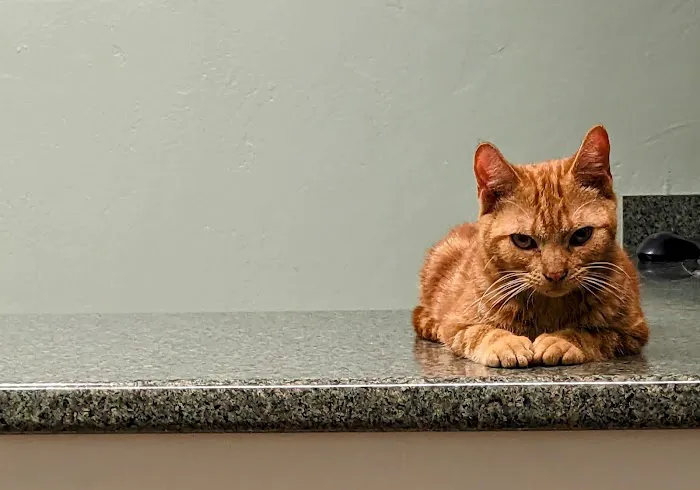 Timberland Animal Hospital 4