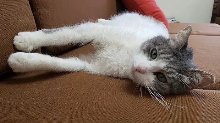 Galloway Animal Hospital 9