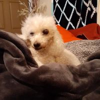 South Dixie Animal Hospital ico