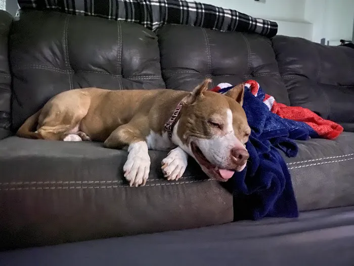 South Dixie Animal Hospital 4