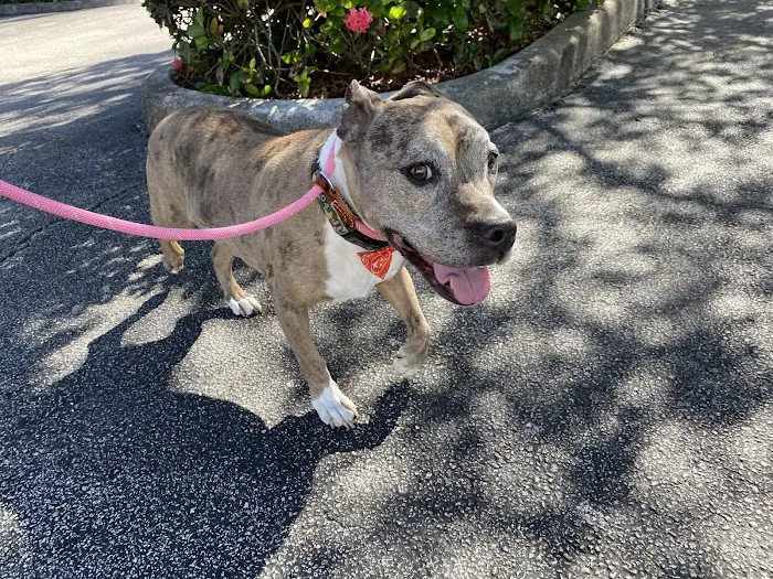 South Dixie Animal Hospital 9