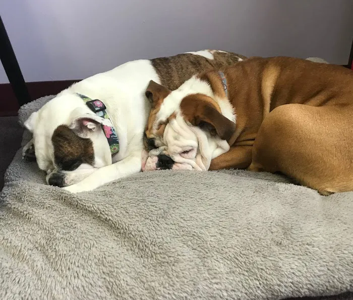 South Dixie Animal Hospital 6