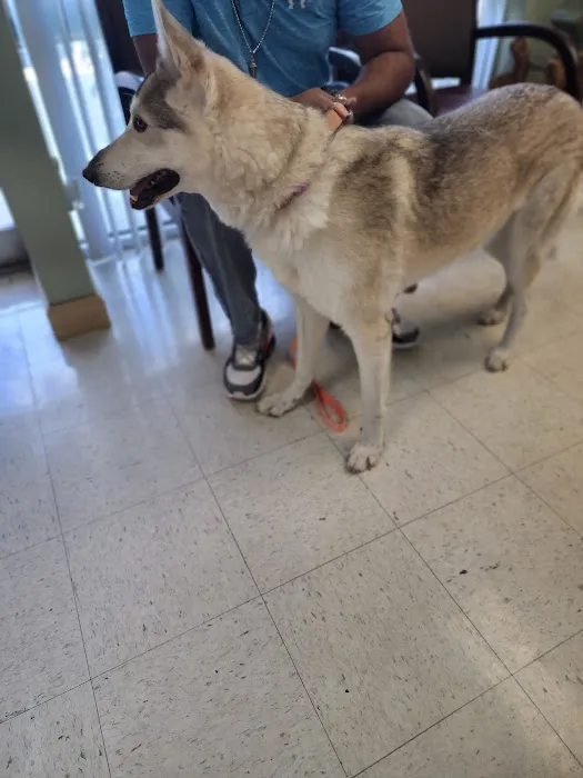 Florida Animal Dentistry 4