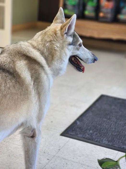 Florida Animal Dentistry 1