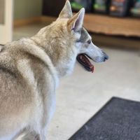 Florida Animal Dentistry ico