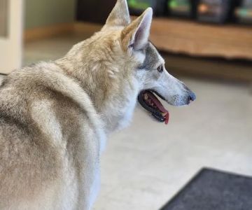 Florida Animal Dentistry