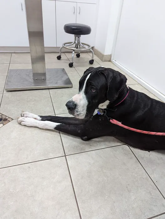 Animal Allergy Skin & Ear Specialist 6