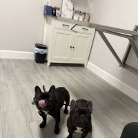 Happy Tails Veterinary Clinic ico