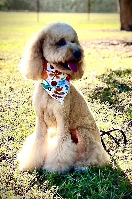 Happy Tails Veterinary Clinic 3