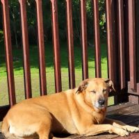 Pebblebrooke Animal Hospital ico