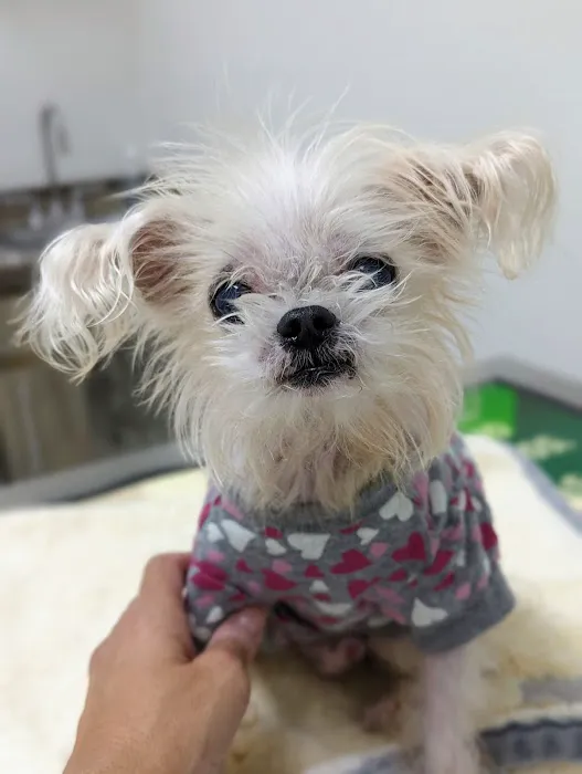 Pro Pet Animal Clinic 3