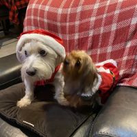 Pro Pet Animal Clinic ico