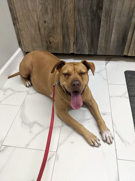 Pro Pet Animal Clinic 5