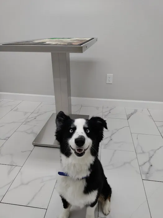 Pro Pet Animal Clinic 9
