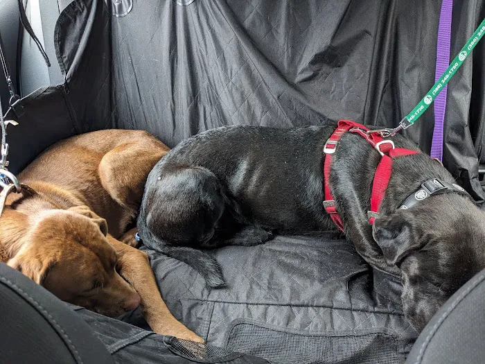 Central Florida Community Pet Clinic 2