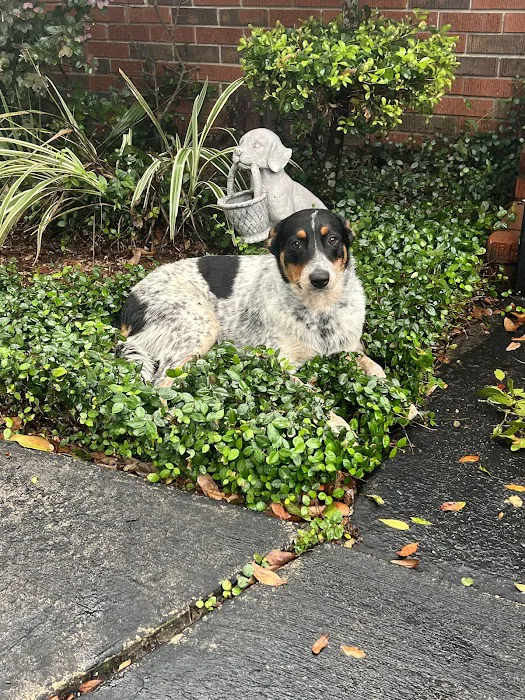 Central Florida Community Pet Clinic 6