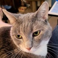 Central Florida Community Pet Clinic ico