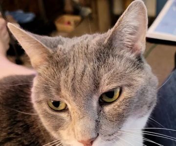Central Florida Community Pet Clinic