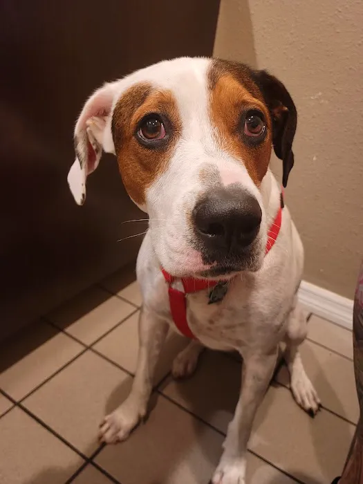 Animal Care Center-Pasco County: Reeves Kenneth DVM 9