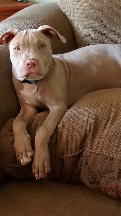 Animal Care Center-Pasco County: Reeves Kenneth DVM 1