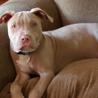 Animal Care Center-Pasco County: Reeves Kenneth DVM ico