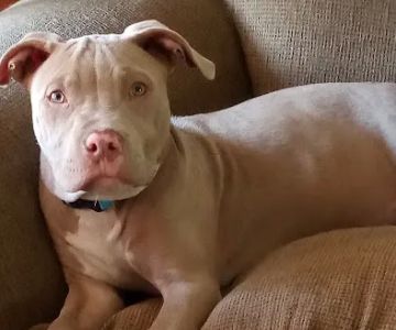 Animal Care Center-Pasco County: Reeves Kenneth DVM