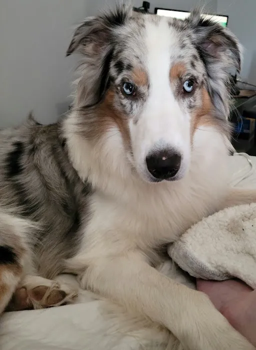 Wyoming Animal Hospital 1