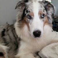 Wyoming Animal Hospital ico