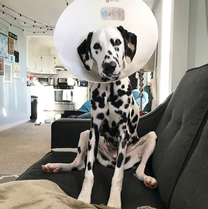 BluePearl Pet Hospital 10