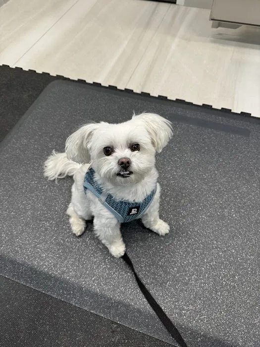 BluePearl Pet Hospital 6