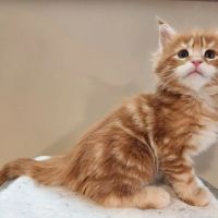 Cat Knapp Maine Coons ico
