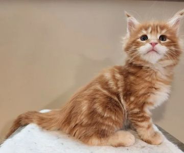Cat Knapp Maine Coons