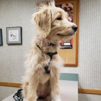 Red Barn Veterinary Clinic ico