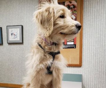 Red Barn Veterinary Clinic