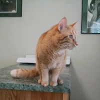 Standale Veterinary Hospital ico