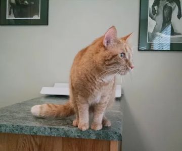 Standale Veterinary Hospital