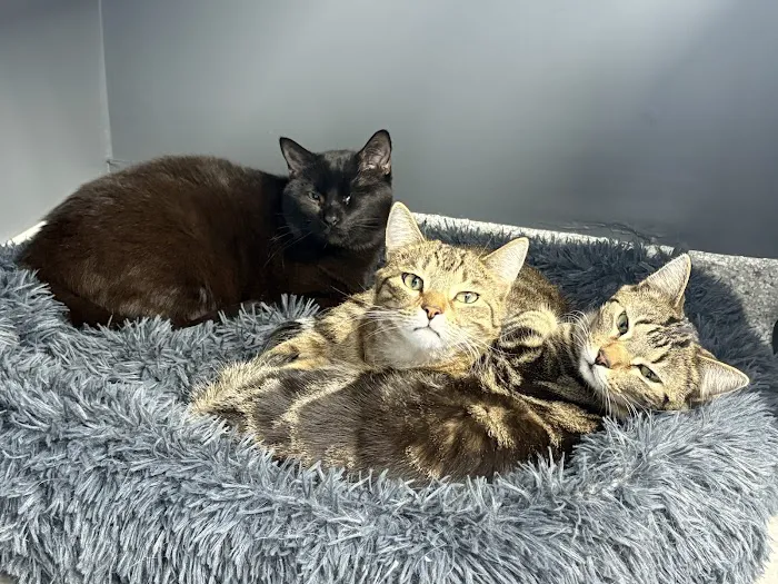 Standale Veterinary Hospital 7