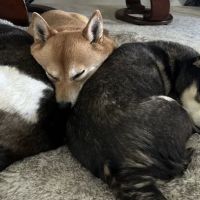 Clyde Park Veterinary Clinic ico