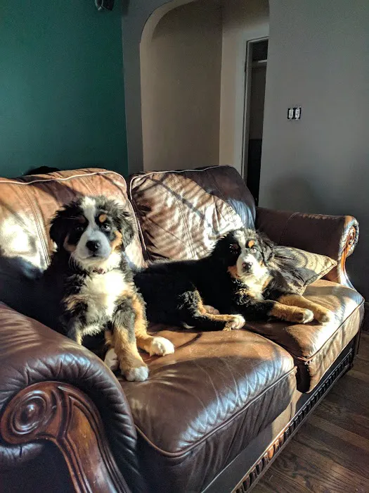 Clyde Park Veterinary Clinic 4