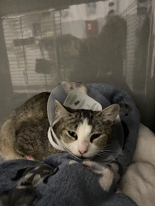 Byron Center Animal Hospital 1