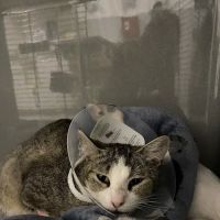 Byron Center Animal Hospital ico