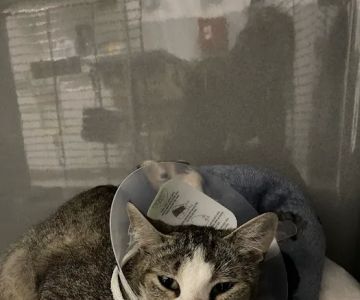 Byron Center Animal Hospital