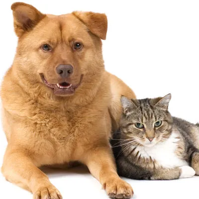 Southkent Veterinary Hospitals 1