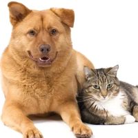 Southkent Veterinary Hospitals ico