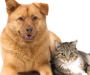 Southkent Veterinary Hospitals