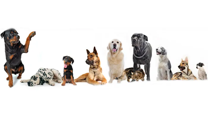 Southkent Veterinary Hospitals 4