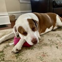 Wealthy Street Animal Hospital ico