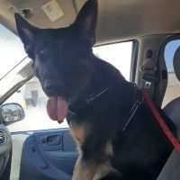 Westwood Hills Animal Hospital ico