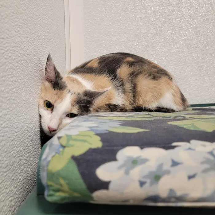Westwood Hills Animal Hospital 6