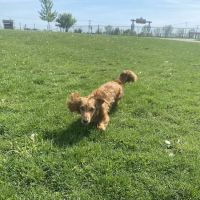 Eastown Veterinary Clinic ico